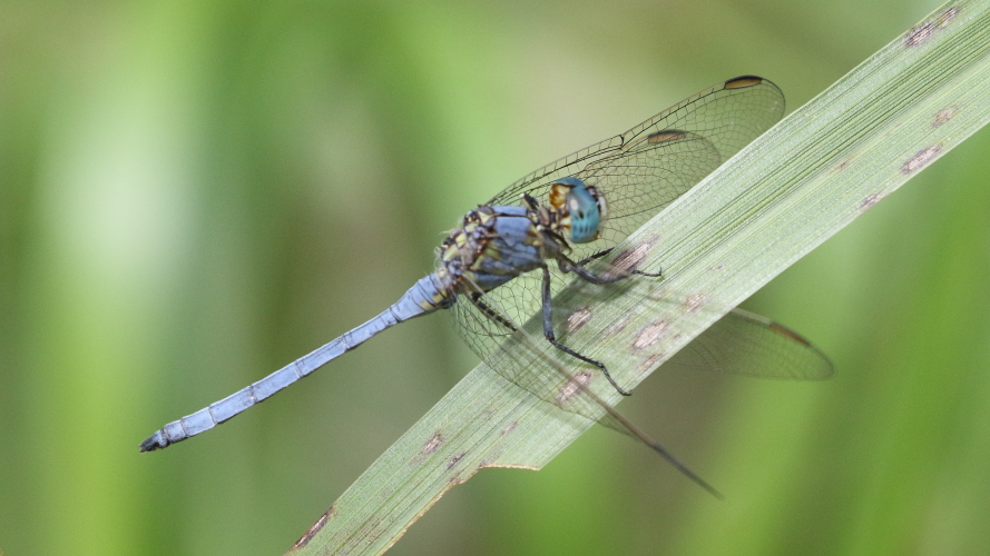 Orthetrum abbotti (Little Skimmer) male 1.JPG